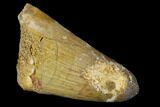 Cretaceous Fossil Crocodile Tooth - Morocco #122450-1